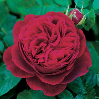 Роза L D Braithwaite