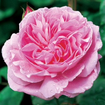 Роза Mary Rose 
