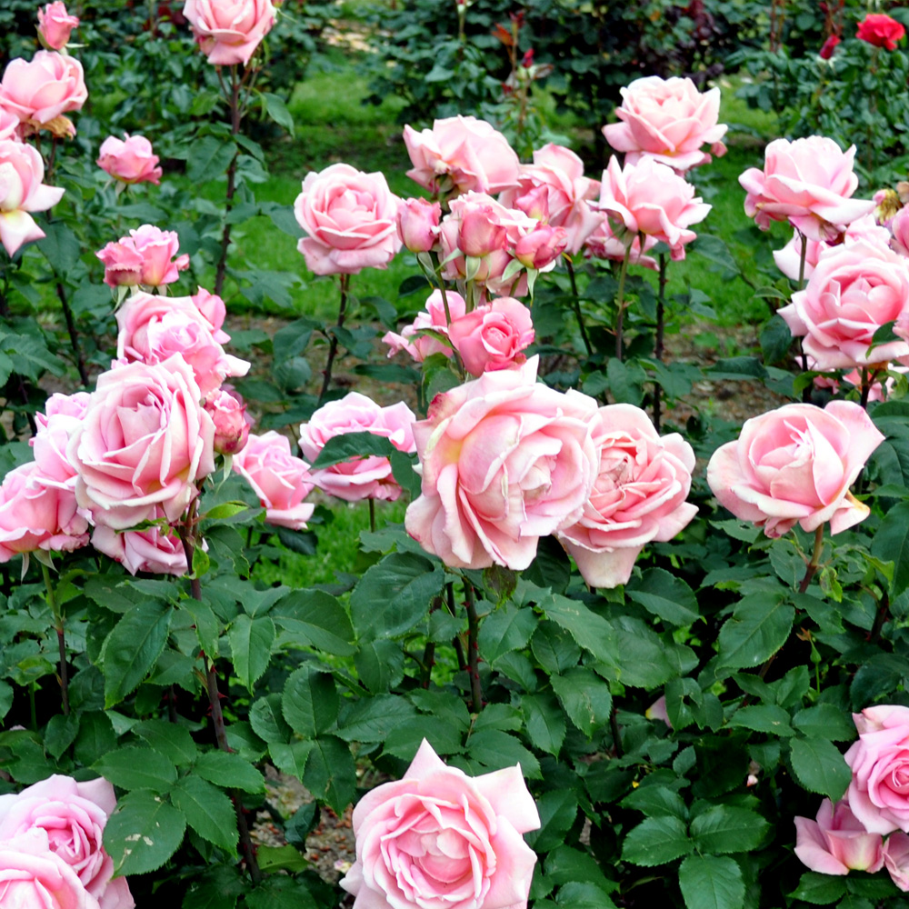 Pruning and Feeding Roses