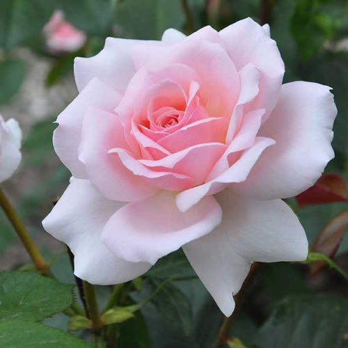 Rose A Whiter Shade of Pale 