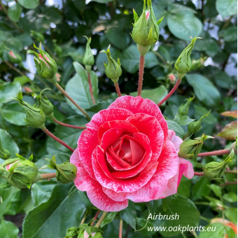 Роза Airbrush