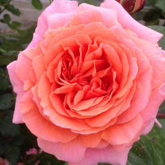 Роза Amour de Molene  