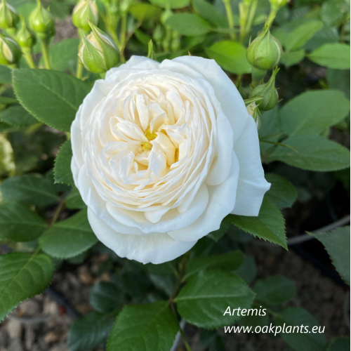 Роза Artemis  