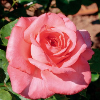 Роза Arthur Rimbaud  