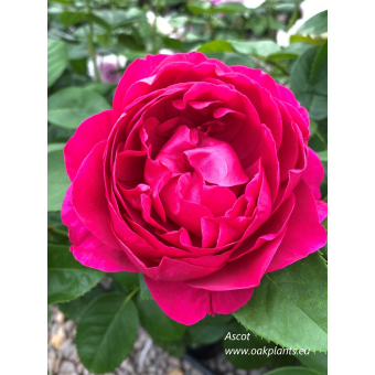 Rose Ascot 