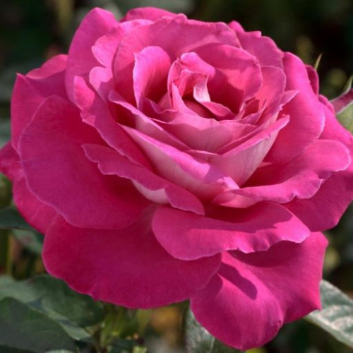 Роза Baronne Edmond de Rothschild 