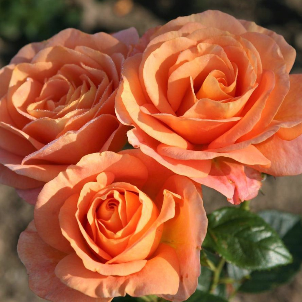 Роза флорибунда Bengali (бенгали)