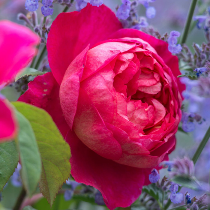 Роза Benjamin Britten 