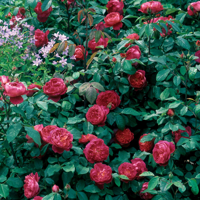 Роза Benjamin Britten  