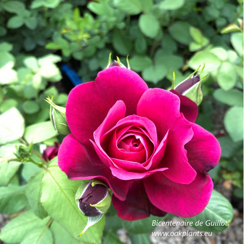 Rose Bicentenaire de Guillot