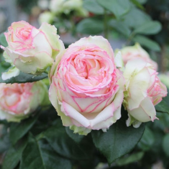 Роза Bidermeier Garden