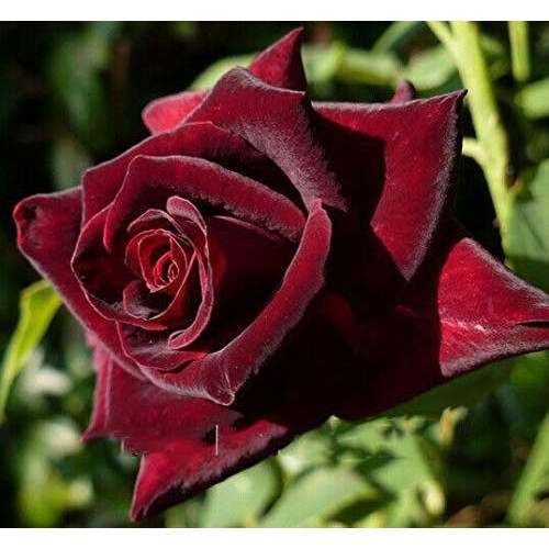 Роза Black Baccara  
