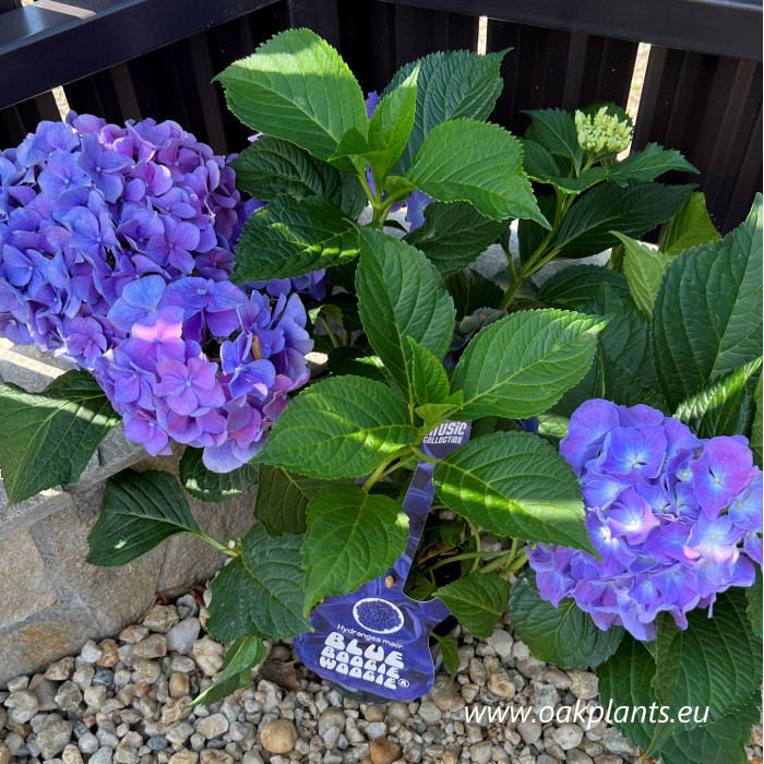 Hydrangea macrophylla Music Collection® Blue Boogiewoogie