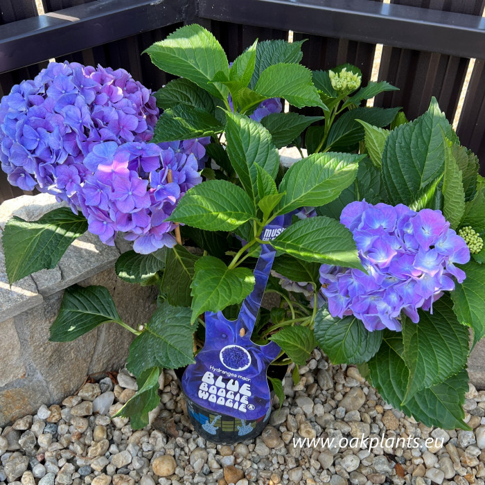 Hydrangea macrophylla Music Collection® Blue Boogiewoogie
