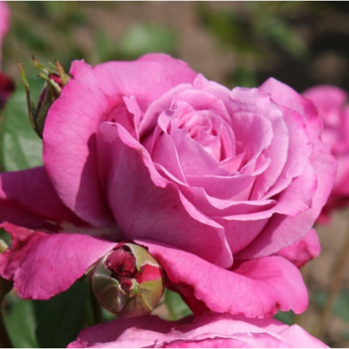 Роза Blue Parfum  