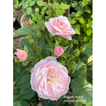 Роза Bouquet Parfait