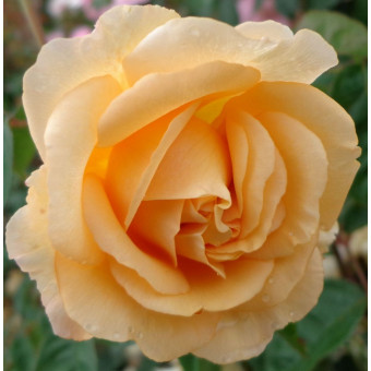 Роза Buff Beauty 