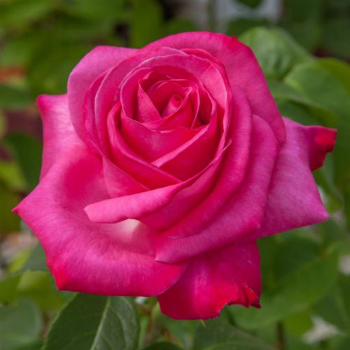 Роза Caprice de Meilland  