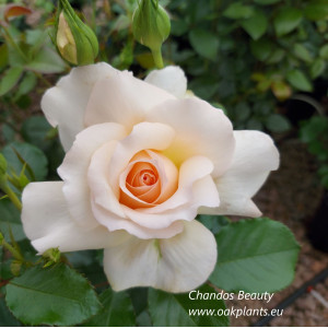Роза Chandos Beauty   