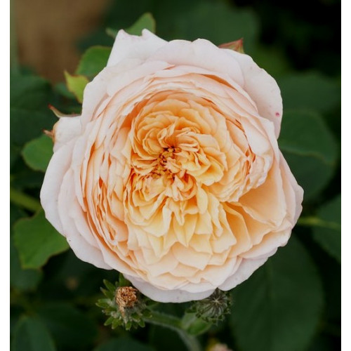 Роза Charles de Nervaux