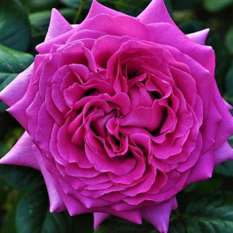 Роза Chartreuse de Parme  