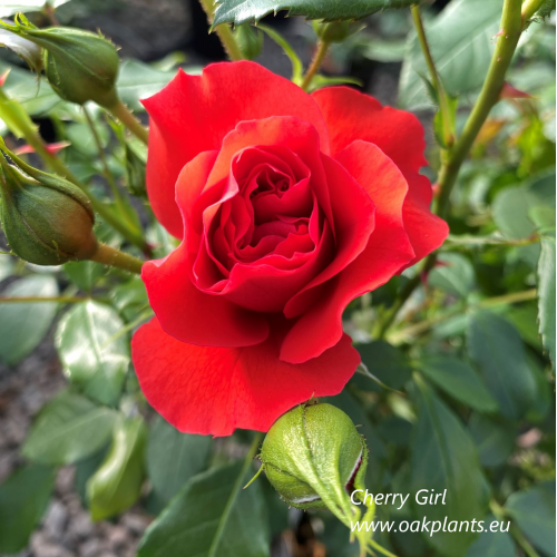 Rose Cherry Girl