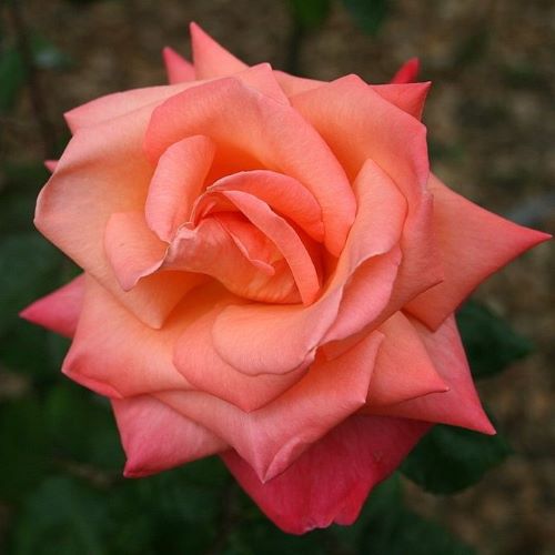 Роза Christophe Colomb  
