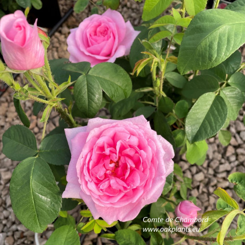 Rose Comte de Chambord