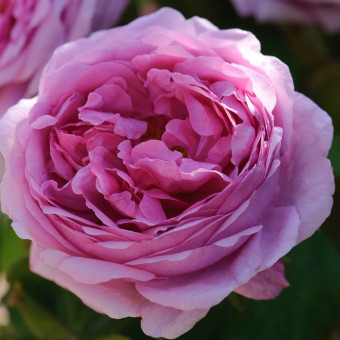 Роза Comte de Chambord