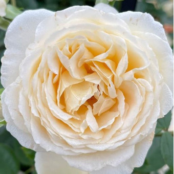 Роза Cream Abundance 