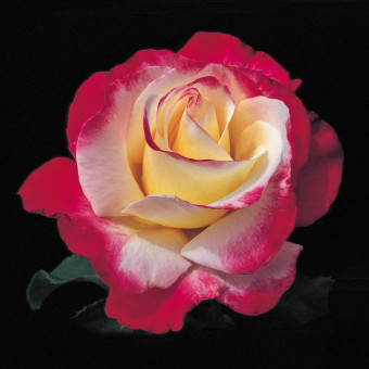 Роза Double Delight  