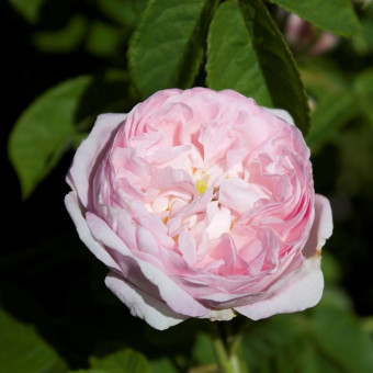 Роза Duchesse de Montebello