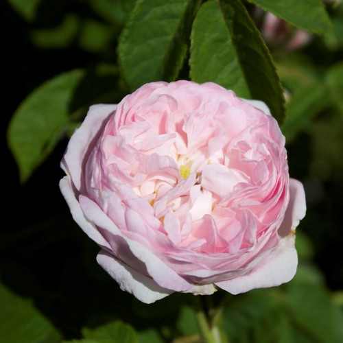 Rose Duchesse de Montebello