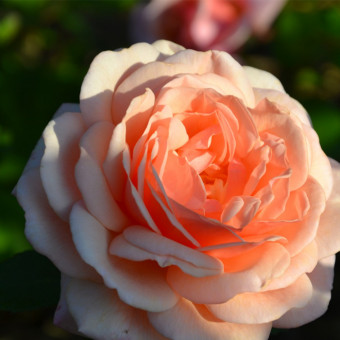 Роза Elizabeth Stuart  