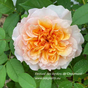 Роза Festival des Jardins de Chaumont