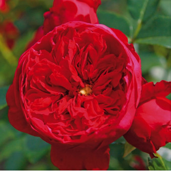 Роза Florentina 