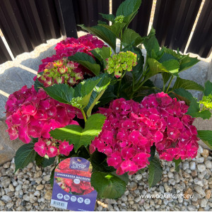 Hydrangea macrophylla Forever & Ever® red 