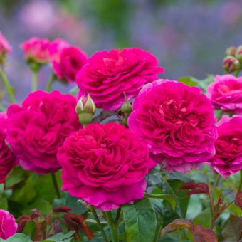 Щамбова роза Gabriel Oak 