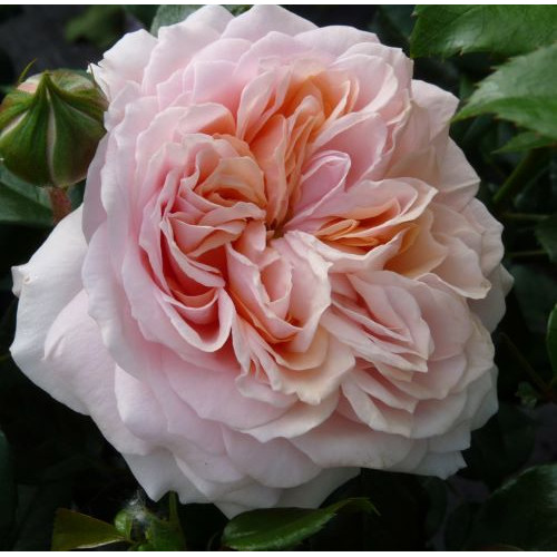 Роза Garden of Roses 