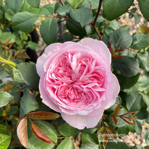 Роза Gartentraume 