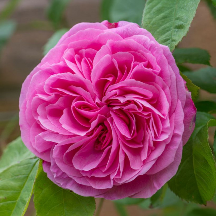 Роза Gertrude Jekyll 