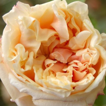 Роза Gloire de Dijon 