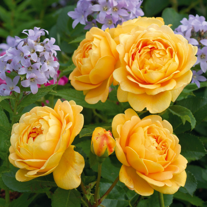 Щамбова роза Golden Celebration 