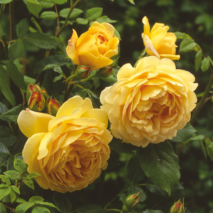 Щамбова роза Golden Celebration 