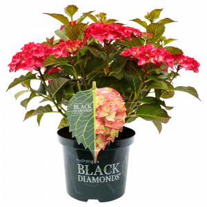 Hydrangea macrophylla Black Diamonds® Dark Angel red 
