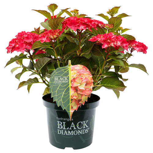 Hydrangea macrophylla Black Diamonds® Dark Angel red
