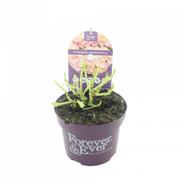 Hydrangea macrophylla Forever & Ever® pink