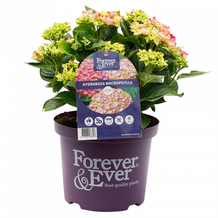 Hydrangea macrophylla Forever & Ever® pink