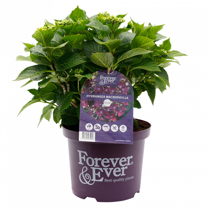 Hydrangea macrophylla Forever & Ever® purple