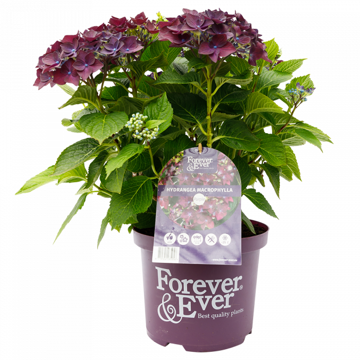 Hydrangea macrophylla Forever & Ever® purple